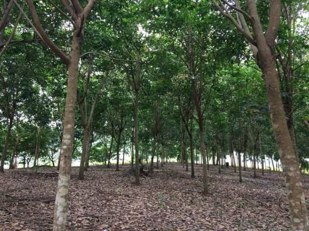 โซนแม่แตง ขาย 10 ล้าน เนื้อที่ 7 ไร่ #บ้านเป้า #วิวสวย ที่สวนเป็นเนิน มองเห็น #วิวภูเขา โอบล้อม #ใกล้ไร่บัวขาว เพียง 1 กม.