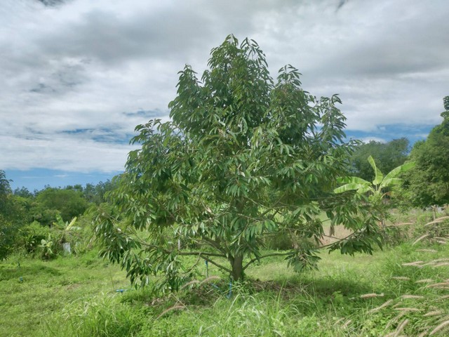 CK057Vายสวนทุเรียน ในออร์ชาร์ดปาร์ค 1 ไร่กว่าๆ เพียง 1.75 ล้านเท่านั้นพิกัด ต.สองสลึง อ.แกลง จ.ระยองทุเรียนทั้งหมด 38 ต้น เนื้อที่ 1ไร่ 2 งาน 53 ตารางวาอายุตั้งแต่ 1 ปี ถึง 3ปีมีบ้านด้วย 1 หลังมีไฟฟ้า น้ำประปา สระน้ำเล้กๆ 1 ลูก หน้ากว้างติดถนน 31 เมตร ขายเพียง 1.75 ล้านบาทเท่านั้น ฟรี!!โอนสนใจสอบถาม 0618192224 น้ำขิง0958134978  คุณต่อ