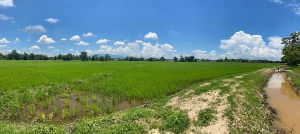 โซนดอยสะเก็ด ขาย 10ล้าน เนื้อที่  12 ไร่ 2 งาน 22 ตรว. ที่ดินสไตล์โคกหนองนา ที่สวนล้อมรอบด้วยทุ่งนา ลำธาร และขุนเขา