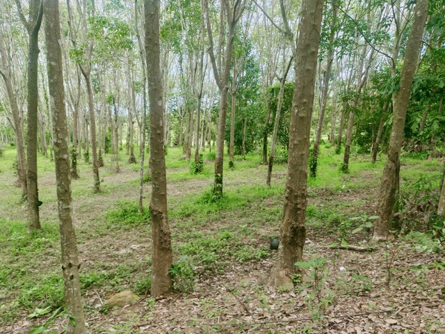 ขายสวนยางติดถนนสองด้านต้นยางเต็มสวนเขตสองสลึง อ.แกลง จ.ระยอง 