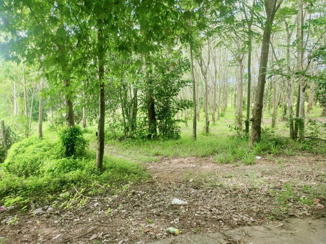 ขายสวนยางติดถนนสองด้านต้นยางเต็มสวนเขตสองสลึง อ.แกลง จ.ระยอง