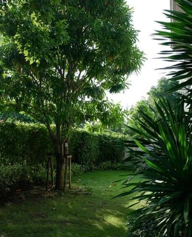 ขายบ้านเดี่ยว แปลงมุม ชัยพฤกษ์ Westgate บางใหญ่ นนทบุรี เนื้อที่ 62.5 ตรว 3 นอน 3 น้ำ บ้านทิศเหนือ