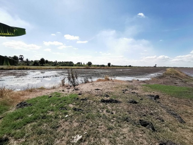 ที่ดิน 20 ไร่ คลอง 11 ลำลูกกา ฝั่งตะวันตก  ติดถนนลาดยาง