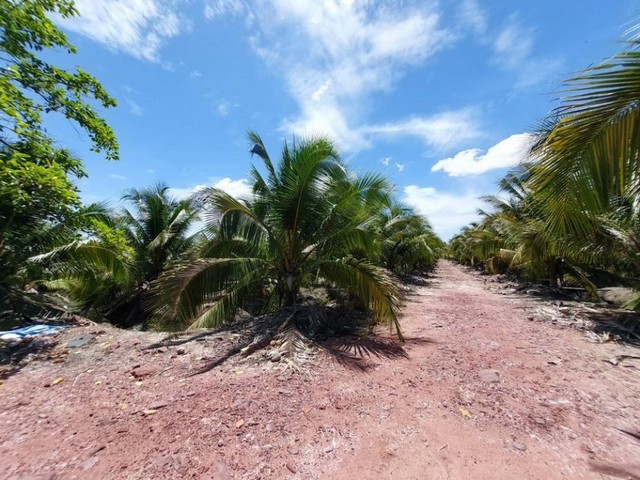 TD546ขายที่ดินแปลงงาม :  สมุทรสงครามLand with Building sale  :  Samut SongkhramFor Sale : 9,270,000 THBทำเลที่ตั้ง :  ตำบลท่าคา อำเภออัมพวา สมุทรสงครามรายละเอียดทรัพย์ ที่ดิน พื้นที่ 10 ไร่สวนมะพร้าวน้ำหอม ต้นเตี้ย 450 ต้น++อายุ5ปีรูปที่ดินสี่เหลี่ยม ถนนผ่ากลาง ติดทางสาธารณะติดคลอง 1 ด้าน ติดลำกระโดง 1 ด้านสถานที่สำคัญใกล้เคียงตลาดน้ำท่าคา, ตลาดน้ำอัมพวาวัดจุฬามณีโรงพยาบาลอัมพวาข้อมูลเพิ่มเติม/สนใจนัดชม