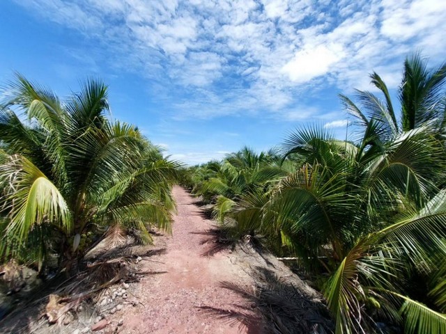 TD546  ขายที่ดินแปลงงาม     :           สมุทรสงคราม