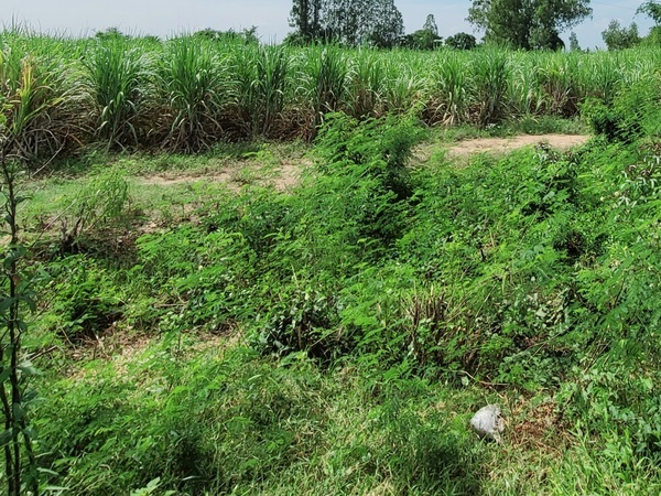 ขายที่ดิน ขนาด 12 ไร่ 4.3 ตรว. ที่อยู่ ต.บ่อสุพรรณ อ.สองพี่น้อง จ.สุพรรณบุรีไฟฟ้าเข้าถึงที่ดิน*** ราคา 4,804,000 บาท ***– ที่ดินเหมาะแก่การทำการเกษตรหรือจัดตั้งโรงงานสถานที่ใกล้เคียง– อบต. บ่อสุพรรณ– สภอ.ทุ่งคอก– ตลาดทุ่งคอก,วัดทุ่งคอก– โรงเรียนวัดทุ่งคอก,เทศบาลทุ่งคอก– ขนส่งทุ่งคอก,ไปรษณีย์,ปั๊มน้ำมัน– ร้านสะดวกซื้อ,โรงเรียนบ้านโป่ง– วัดทับกระดาน– อยู่ใกล้อ่างเก็บน้