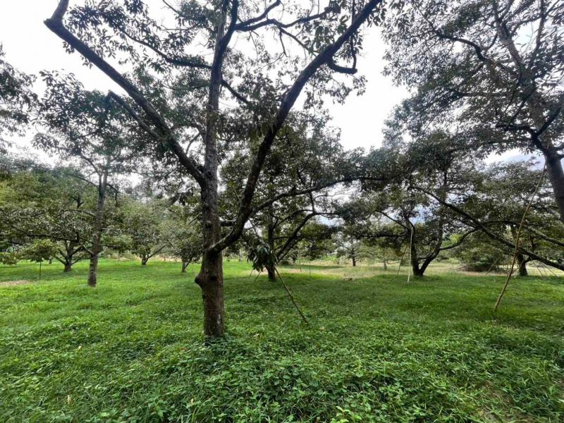 ขายสวนทุเรียนมะยุงชิดพร้อมสิ่งปลูกสร้าง ติดถนนลาดยาง โฉนดครุฑแดง (เจ้าของขายเอง)