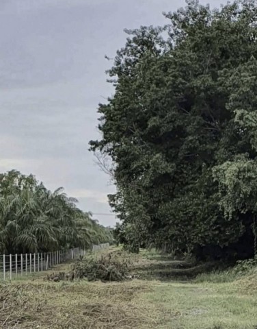 TD550ขายที่ดินแปลงงาม :  เลียบคลอง 8 ปทุมธานีLand With Building Sale  :  Leab Klong 8 Pathum ThaniFor Sale : 27,500,000 THBทำเลที่ตั้ง :  ตำบลบึงชำอ้อ อำเภอหนองเสือ ปทุมธานี 12170รายละเอียดทรัพย์ ที่ดินเปล่า พื้นที่ 10 ไร่ที่ดินยาวกว่า 1 กิโลเมตรสามารถใช้ถนนได้ทั้ง 2 ฝั่งมีสะพานอยู่ห่างที่ดินเพียง 200 เมตรสถานที่สำคัญใกล้เคียงตลาดคลอง 8 วิลล่าโรงเรียนวัดพวงแก้วโรงพยาบาลคลองหลวงข้อมูลเพิ่มเติม/สนใจนัดชม0646654666 Khun.Kreing ( เก