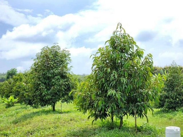 ขายสวนทุเรียน3ไร่2.8ล้านเท่านั้นเขตพลงตาเอี่ยม วังจันทร์ ระยอง