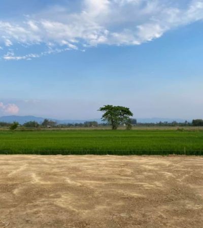 ที่ดินสวยแบ่งขาย ฉโนดพร้อมโอน ถนนกว้าง น้ำประปา ไฟฟ้าพร้อม สร้างบ้านได้เลย