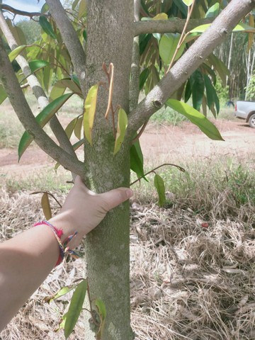 ขายสวนทุเรียนราคาถูกไร่ละ 6แสน8 วิวเขาต้นสมบูรณ์มากเขตเขาชะเมา ระยอง