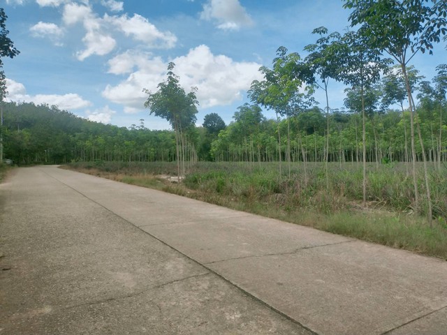 ขายสวนยางติดถนนคอนกรีตยาวมาก 9ไร่ เขตบ้านนา อ.แกลง จ.ระยอง