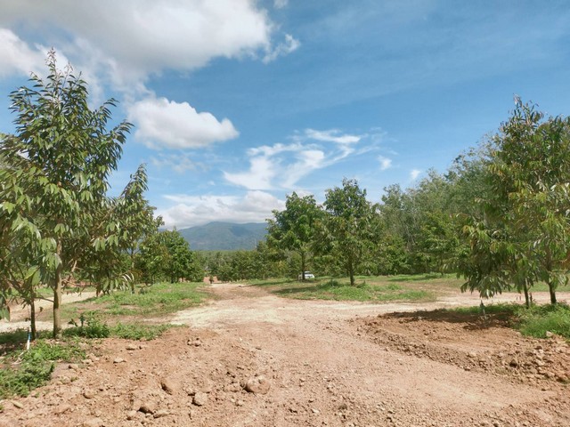 ขายสวนทุเรียนต้นสวยสมบูรณ์8ไร่วิวเขา ต.บ้าน อ.แกลง จ.ระยอง