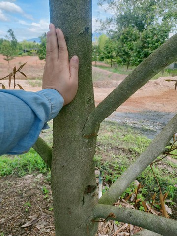 ขายสวนทุเรียนต้นสวยสมบูรณ์8ไร่วิวเขา ต.บ้าน อ.แกลง จ.ระยอง