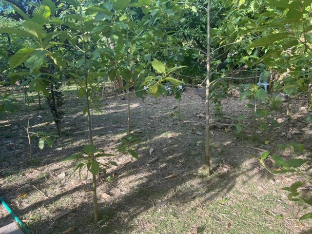 TD572  ขายที่ดินแปลงงาม :            สามพราน นครปฐม