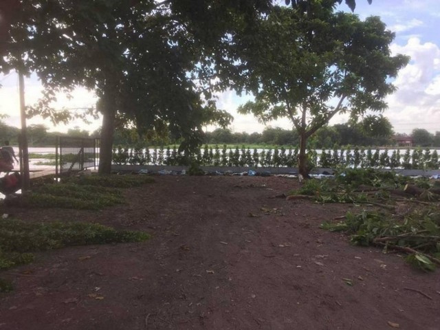 TD561  ขายที่ดินแปลงงาม :           สามโคก ปทุมธานี