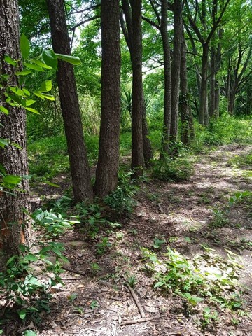 Sub0414ขายที่ดิน 14 ไร่1งาน60ตรว.จ.ลพบุรีราคา ไร่ล่ะ 300,000฿สนใจติดต่อ 081 614 2343 ที่ดินเข้าจากซอยประมาณ 1 กิโล มีถนนหน้าที่ดิน เข้าออกสะดวก ที่ดินธรรมชาติมาก วิวสวย เหมาะกับการปลูกบ้านพักตากอากาศ รีสอร์ต โฮมสเตย์ มีบ่อน้ำด้านหลังที่ ใกล้วัดท่ามะกอกชยากรณ์ ที่อยู่ทรัพย์ ต.ชัยบาดาล อ.ชัยบาดาล จ.ลพบุรี พิจัด https://goo.gl/maps/DyitV4xLEeNY7CCj9วีดีโอ https://youtu.be/5zUgwDpBz3Q