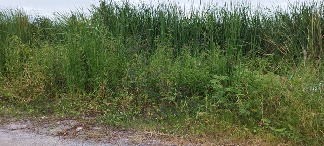 ขายที่ดินประชาอุทิศ 76 เนื้อที่ 5 ไร่ ทุ่งครุ ราษฏร์บูรณะ ราคาดี