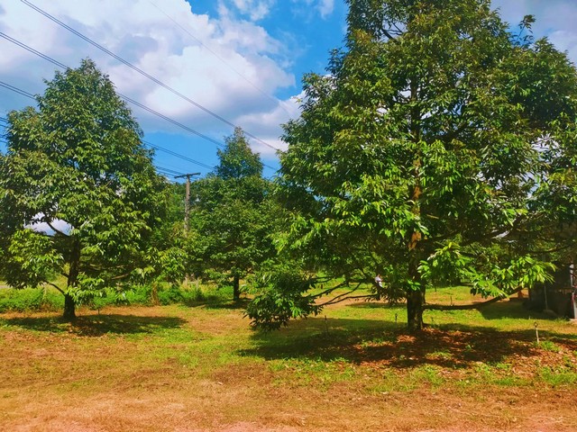 CK067ขายสวนทุเรียนให้ผลผลิตเต็มที่ติดถนนหมายเลข 3 สุขุมวิท เนื้อที่ 18-3-35 ไร่ราคาขาย ไร่ละ 2 ล้านถ้วน (ฟรีโอน)พิกัด ต.ซากโดน อ.แกลง จ.ระยองทุเรียนให้ผลผลิตแล้ว 10 ปีขึ้นไป มีทั้งหมอนทอง ชะนี รวมๆแล้วเกือบ 400 ต้นให้ผลผลิตเต็มที่ ได้กำไรแน่นอนต่อปี ไม่ต่ำกว่า 6 ล้านติดถนนเส้นหลัก หน้ากว้างติดถนน 95 เมตรมีบาดาล 2 ลูกสระน้ำ 1 ลูกน้ำเพียงพอต่อการดูแลต้นทุเรียนสนใจสอบถาม06181922