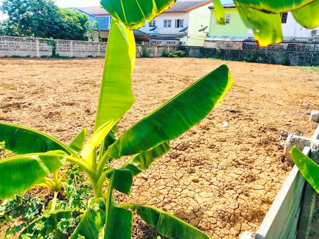 ไอยรา 1-15 ให้เช่าที่ดิน 160ตรว. ตลาดไท หน้ากว้าง 20 เมตร ลึก 33 เมตร ที่ดินสวย ไฟฟ้า น้ำปะปา ถนนทางเข้าออกสะดวก