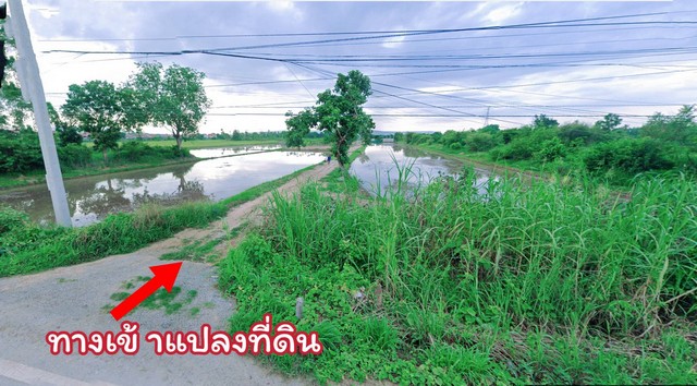 ขายที่ดินเปล่า ที่นา 100 ตร.ว. ใกล้บึงราชนก จ.พิษณุโลก