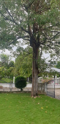 ขายบ้านเดี่ยวบ้านโครงการ ชัยพฤกษ์-บางแวก พุทธมณฑล สาย2