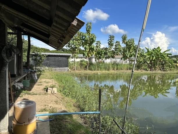 ขาย 5.3 ล้าน บ้านสวนเนื้อที่กว้าง 1 ไร่ 1 งาน บ้านพร้อมที่ดิน มีพื้นที่สำหรับทำเกษตรพอเพียง บ่อปลา สามารถปลูกผักสวนครัวได้