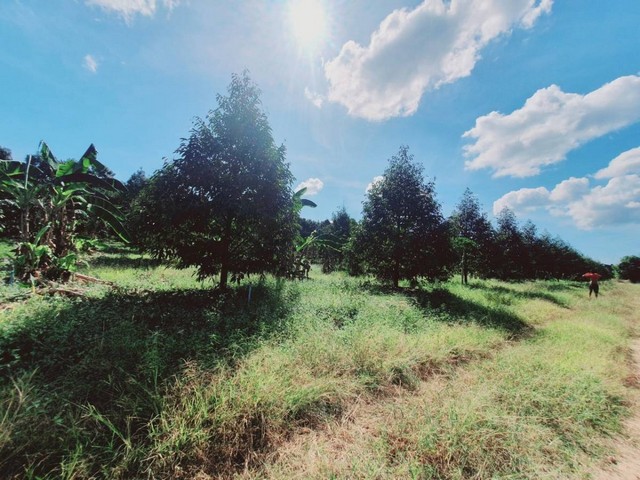 CK070Vายสวนทุเรียนสมบูรณ์มากๆ ใบใหญ่ลำต้นแข็งแรง เจ้าของดูแลดีมากๆ เนื้อที่ 6-0-29.5 ไร่ต้นทุเรียนหมอนทอง อายุ 4 ปีกว่า (ออกดอกแล้วจร้า)จำนวน 160 ต้น ใบเขียวใหญ่ ลำต้นแข็งแรงสมบูรณ์วางระบบท่อ น้ำ เรียบร้อยมีไฟฟ้าเข้าถึงเพราะอยู่ในเขตชุมชนติดถนนลายาง เดินทางสะดวกห่างจาก อบต.บ้านแลง 5.8 กม.ห่างจากตัวเมืองระยอง 13 กม.ที่ตั้ง ต.บ้านแลง อ.เมืองระยอง จ.ระยองขายไร่ละ 1.95 ล้านบา