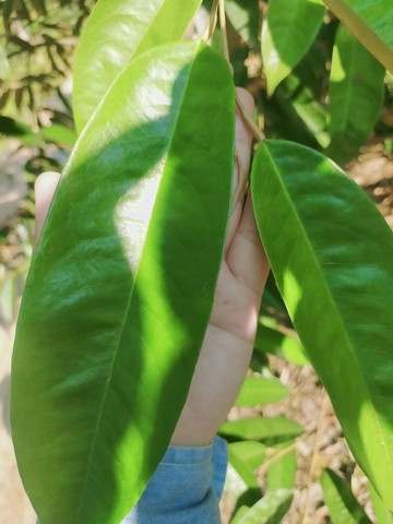 Vายสวนทุเรียนสมบูรณ์มากๆ ใบใหญ่ลำต้นแข็งแรง เจ้าของดูแลดีมากๆ เขตเมืองระยอง