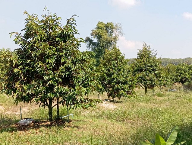 CK069ขายสวนทุเรียนเขตซากโดน ห่างถนนสุขุุมวิทเพียง 2 กม. 6ไร่ กว่าๆ ขายไร่ละ 1.25 ล้าน ฟรีโอน????????- เนื้อที่ 6-2-8.3 ไร่-ทุเรียนอายุ 2ปีนิดๆ จำนวน 140 ต้น-ติดถนนคอนกรีต หน้ากว้าง 85 เมตร-มีสระน้ำ ขนาดใหญ่ ประมาณ 1 ไร่-วางระบบท่อเรียบร้อย-ในเขตชุมชน มีน้ำประปา มีไฟฟ้า -ลำต้น ใบสมบูรณ์แข็งแรง พิกัด ต.ซากโดน อ.แกลง จ.ระยองสนใจติดต่อ0618192224  กาญจนา0958134978  จิระดนย์