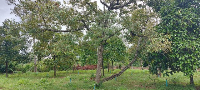 ขายสวนผสมวิวเขาใกล้เมืองระยอง เขตบ้านแลง แบ่งขายได้ 