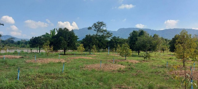 ขายสวนผสมวิวเขาใกล้เมืองระยอง เขตบ้านแลง แบ่งขายได้