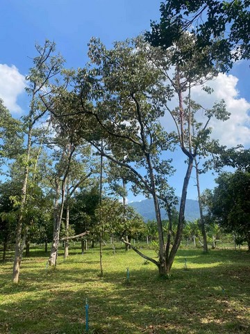 ขายบ้านพร้อมสวนผสมเขตบ้านแลง อ.เมืองระยอง วิวเขาสวยมาก