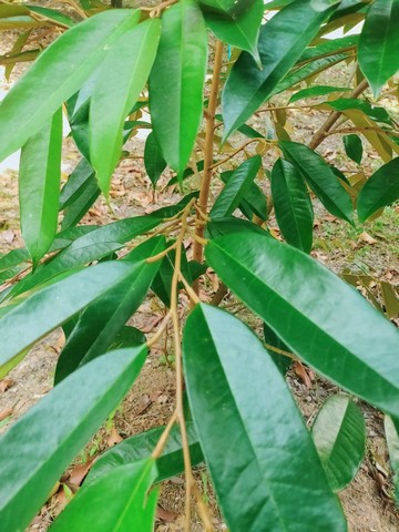 ขายบ้านพร้อมสวนผสมเขตบ้านแลง อ.เมืองระยอง วิวเขาสวยมาก