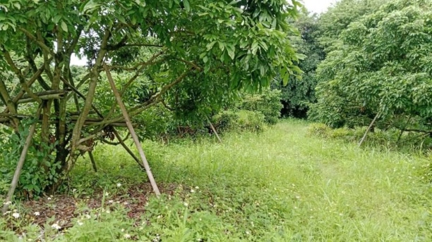 โซนหางดง #น้ำแพร่ ขายไร่ละ 2.6 ล้าน เนื้อที่ 15 ไร่ ที่ดินสวย เงียบ สงบ ใกล้น้ำ ใกล้แหล่งอำนวยความสะดวกมากมาย