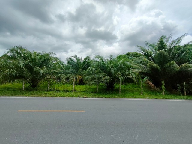 รายละเอียดเพิ่มเติมCode ID :   PKK02-15990ราคาขาย     14,823,000 บาท- ขนาดพื้นที่ :   1,074 ตร.ว (2 ไร่ / 2 งาน / 74 ตร.ว) - พื้นที่ใช้สอย :    120 ตร.ม- จำนวนห้อง :    - ห้องนอน 5 ห้องน้ำ - ที่จอดรถ :    1-2 คัน- บ้านเดี่ยว :      1 ชั้น- บ้านเดี่ยวหันทางทิศ : -- อายุอาคาร :    10 ปีพิกัดทรัพย์ :   https://maps.app.goo.gl/sHqCcPh4qJWjHYmc8สถานที่ใกล้เคียง- ใกล้โลตัส จันดี- ใกล้โลตัส โกเฟรช ฉวาง- ใกล้โรงพยาบาลส่งเสริมสุขภาพตำบลบ้านจันดี- ใกล้ถนนคนเดินคลองจันดี