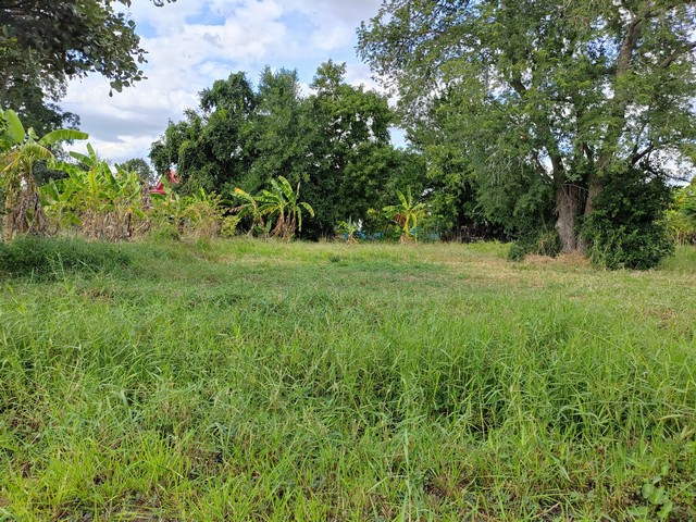 ขายด่วนที่ดินในหมู่บ้านสนวน 100 ตร.วา ต.หนองไข่น้ำ อ.เมือง   จ.นครราชสีมา   ZE585