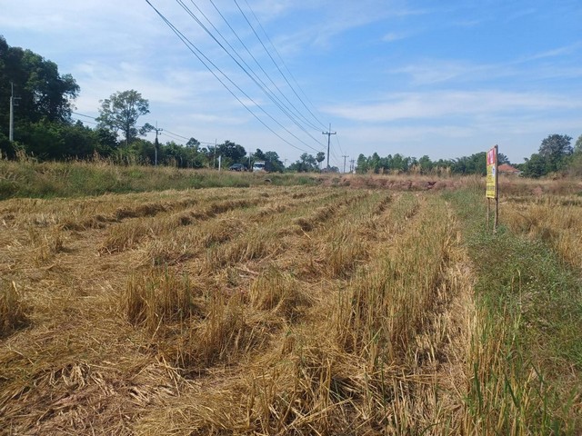 ขายด่วน ที่นาทำเลดี ราคาถูก 4-0-0 ไร่   ต.เวียงคำ อ.กุมภวาปี จ.อุดรธานี    ZK232