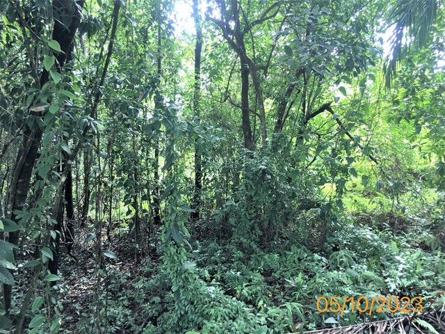 ขายที่ดินว่างเปล่าใกล้ ซุปเปอร์ชีพบางม่วง อำเภอตะกั่วป่า จังหวัดพังงา PKK01-11668