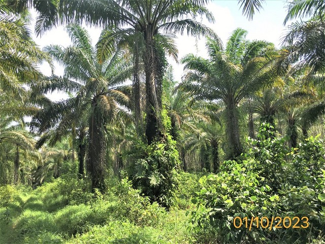 ขายที่ดินว่างเปล่าใกล้ มินิมาร์ท บีชวอล์ค อำเภอตะกั่วป่า จังหวัดพังงา PKK01-11343