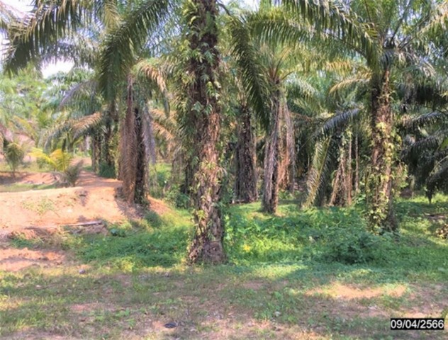 ขายที่ดินว่างเปล่าใกล้ โรงพยาบาล ท่าแซะ อำเภอท่าแซะ จังหวัดชุมพร PKK01-11964