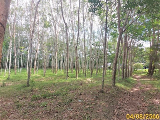 ขายที่ดินว่างเปล่าใกล้ โลตัส​ คลองปาง อำเภอทุ่งสง จังหวัดนครศรีธรรมราช PKK01-10720