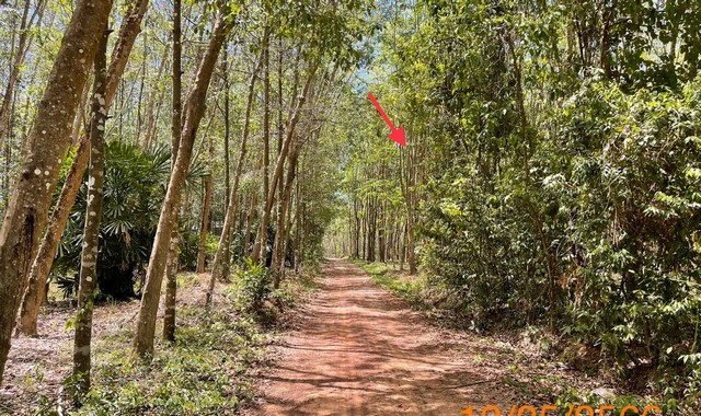 ขายที่ดินว่างเปล่าใกล้ โรงพยาบาลเกาะยาว อำเภอเกาะยาว จังหวัดพังงา PKK01-11910