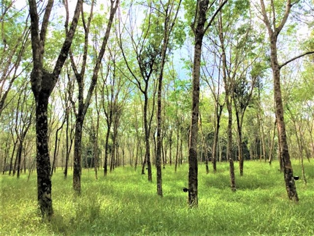 ขายบ้านเดี่ยวใกล้ โรงพยาบาลบางไทร อำเภอตะกั่วป่า จังหวัดพังงา PKK02-15388