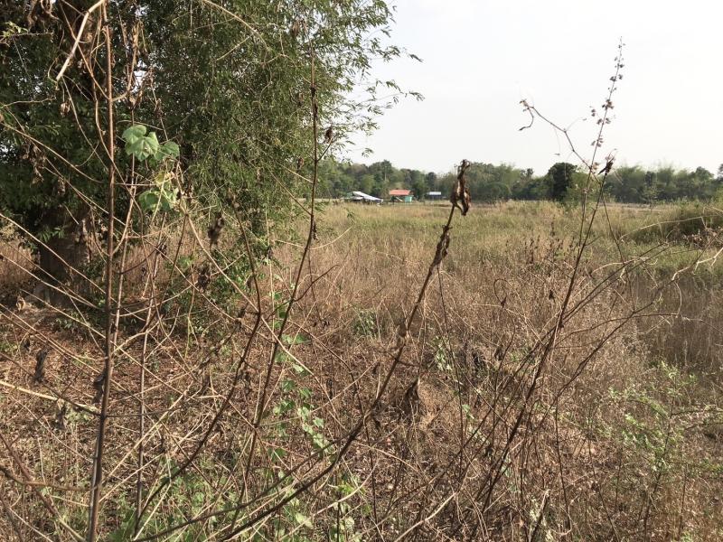 ขายที่ดินแปลงสวยราคาถูก หลังมหาวิทยาลัยราชภัฏอุดรธานี (ศูนย์สามพร้าว) ตำบลสามพร้าว อำเภอเมือง จังหวัดอุดรธานี 41000