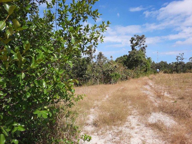 ขายที่ดินเปล่า เนื้อที่ 82 ไร่ ติดถนนลาดยาง 4 เลน  อ. ตระการพืชผล จ. อุบลราชธานี ไร่ละ 750,000 บาท