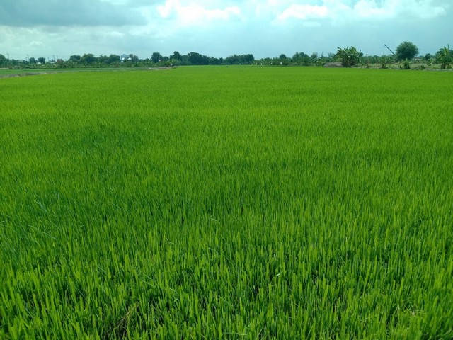 ขายที่ดิน เนื้อที่ 3 ไร่ ใกล้ เซ็นทรัล เวสต์เกต อำเภอบางใหญ่ นนทบุรี