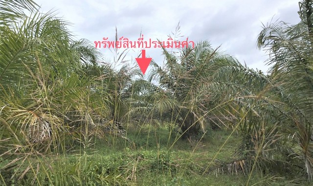 ขายที่ดินว่างเปล่าใกล้ โลตัส​ คลองปาง อำเภอทุ่งสง จังหวัดนครศรีธรรมราช PKK01-11457