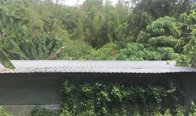 ขายบ้านเดี่ยว    อำเภอตะกั่วทุ่ง  พังงา (PKK02-14568)