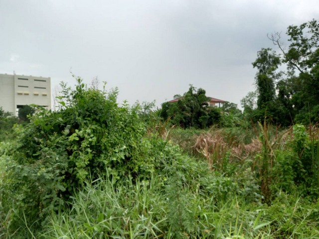 ขายที่ดินเปล่า 200 ตร.ว ซ.การไฟฟ้าย่อยมิตรไมตรี ถ.มิตรไมตรี หน้ากว้าง 22 เมตร ลึก 36 เมตร ที่สวย ทำเลดี เหมาะปลูกบ้านพักอาศัย ทำโกดัง หรืออพาร์ทเม้นท์ เดินทางสะดวกเข้าซอยเพียง 300 เมตร ใกล้แม็คโคร บิ้กซี โลตัส ตลาดหนองจอก ม.มหานคร ราคา 12,000 บาท/ตร.วสนใจติดต่อ 097-735 7506พิกัด https://maps.app.goo.gl/VSFudK2i6YqbjgTr8